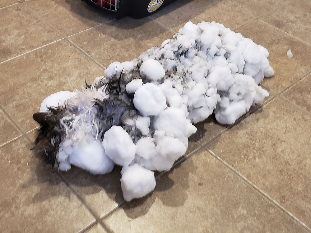 Cat almost freezes to death, survives