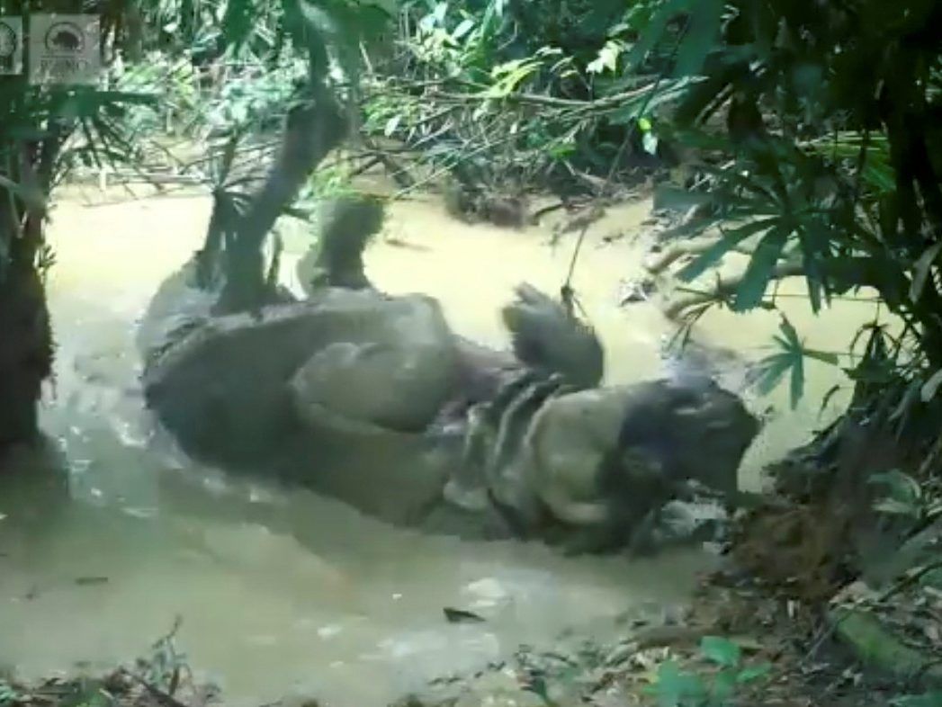 JAKARTA — A rare Javan rhinoceros has been captured on camera gleefully rolling around in the khaki, tropical waters of a national park, on the west